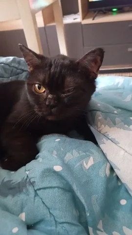 Пристройство кошечки Чернышки в добрые руки - Кошки в Ульяновск