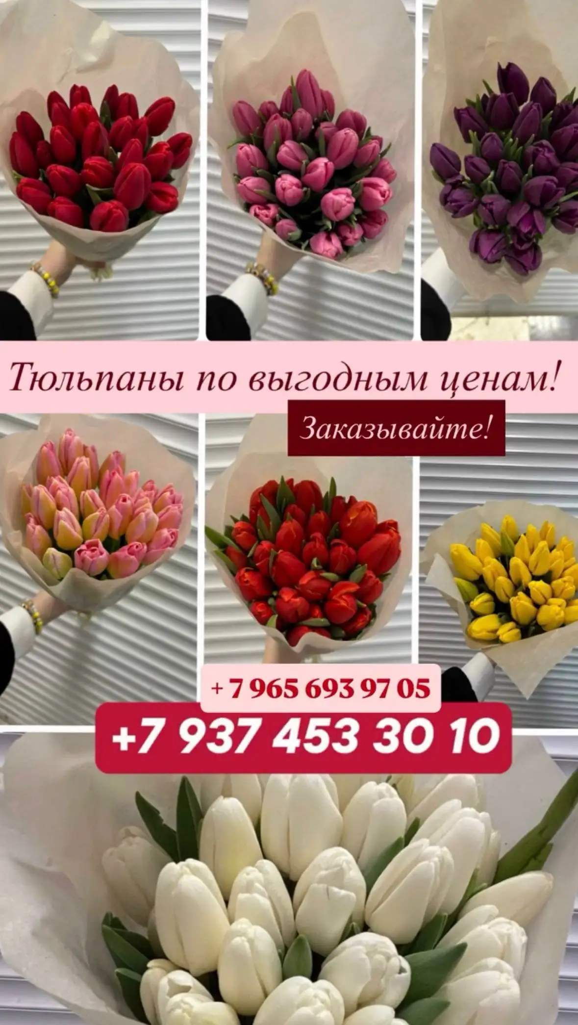 Тюльпаны по выгодным ценам - Цветы (Барахолка) в Ульяновск