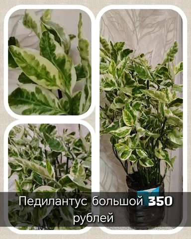 Ливанова - частное объявление в Ульяновск