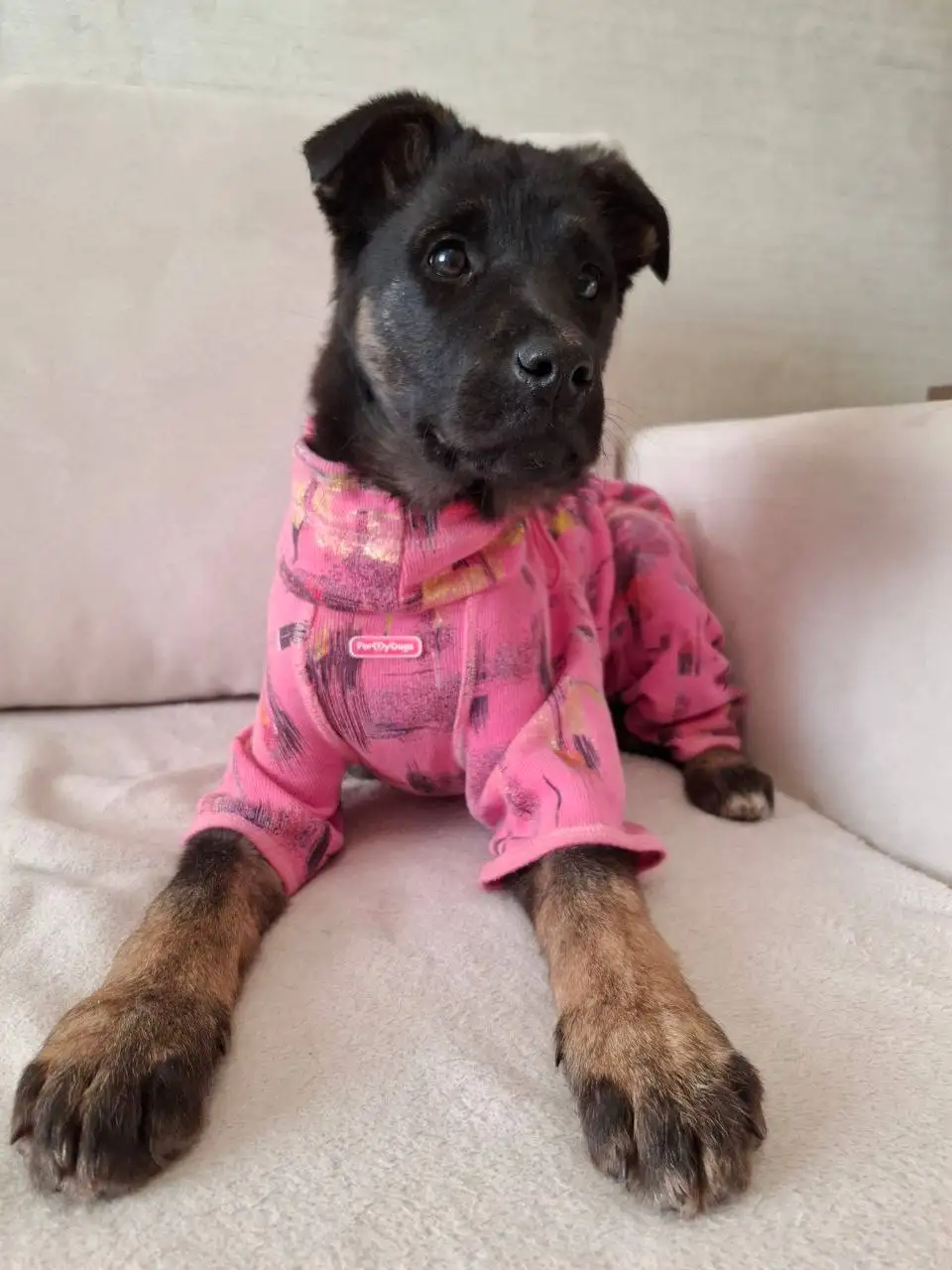 Крупные щенки метиса кавказской овчарки 4 месяца - Собаки (Животные) в Ульяновск