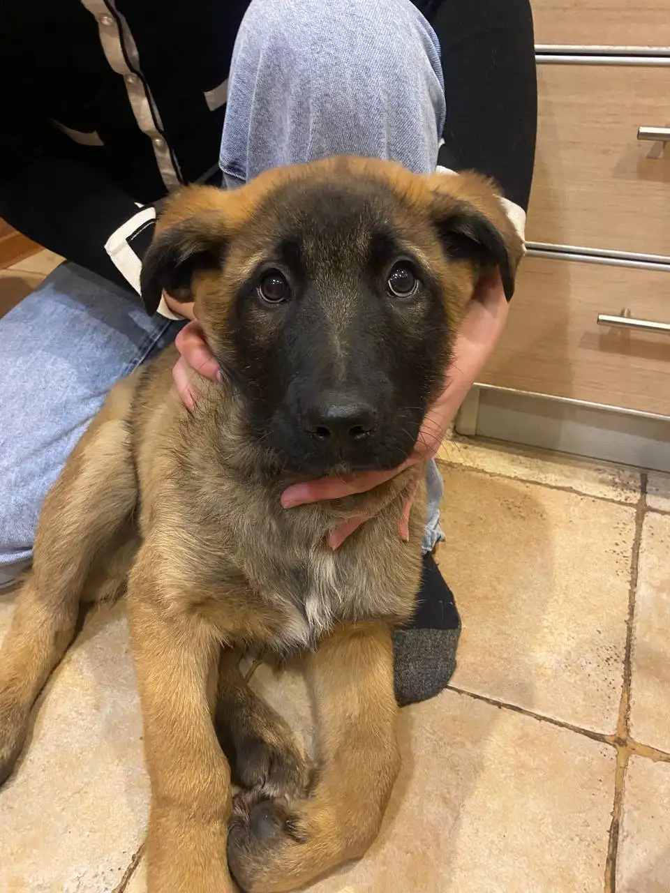 Крупные щенки метиса кавказской овчарки 4 месяца - Собаки (Животные) в Ульяновск