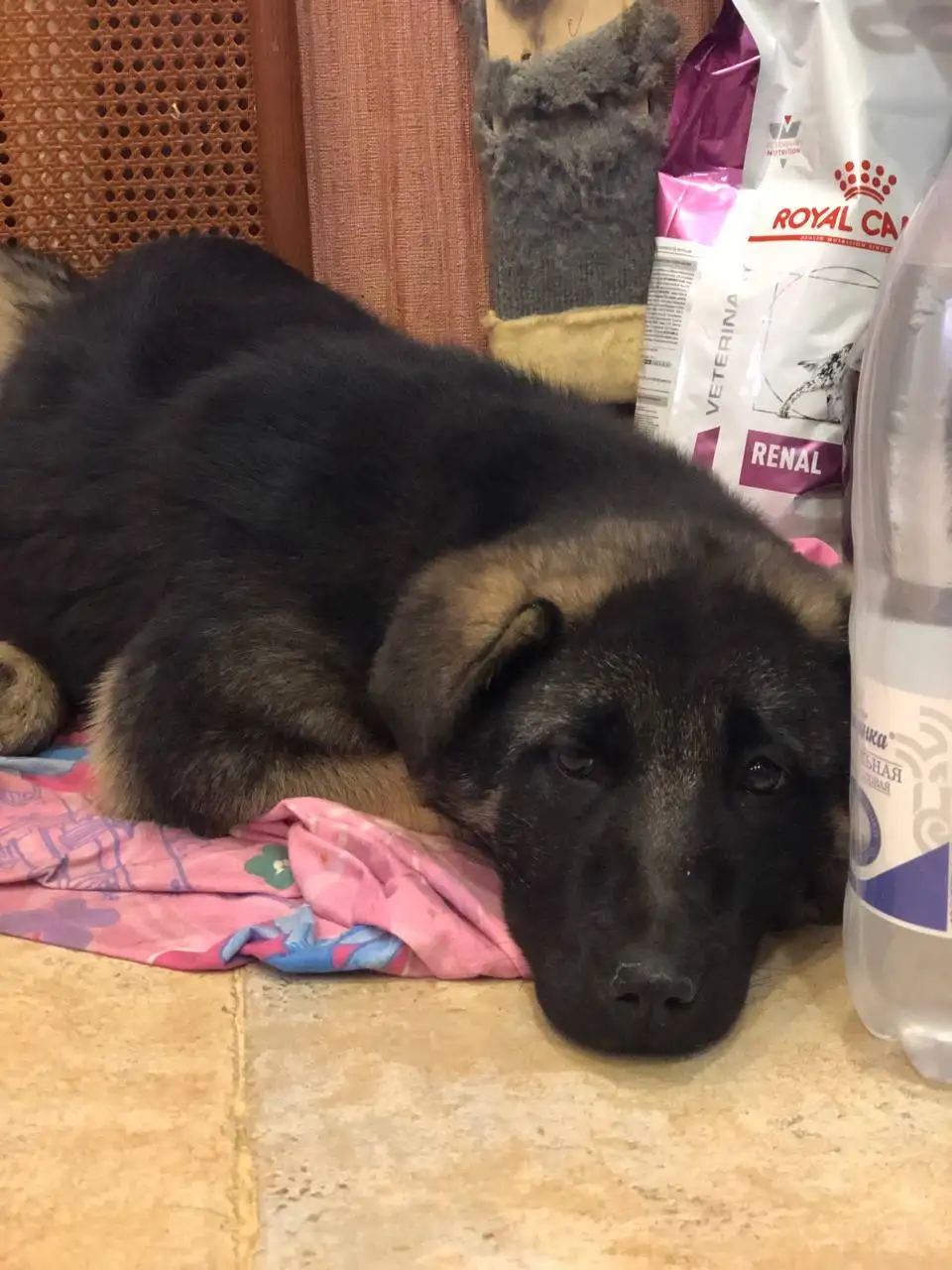 Крупные щенки метиса кавказской овчарки 4 месяца - Собаки (Животные) в Ульяновск