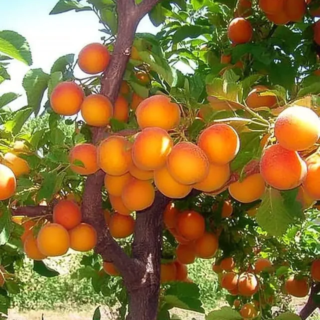 Ассортимент саженцев плодовых и косточковых - частное объявление в Ульяновск