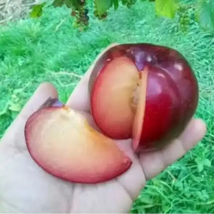 Ассортимент саженцев плодовых и косточковых - Саженцы (Для дома и дачи) в Ульяновск