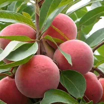 Ассортимент саженцев плодовых и косточковых - Саженцы (Для дома и дачи) в Ульяновск