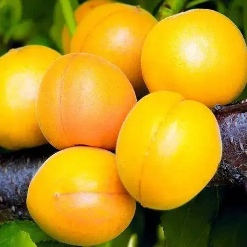 Ассортимент саженцев плодовых и косточковых - Саженцы (Для дома и дачи) в Ульяновск