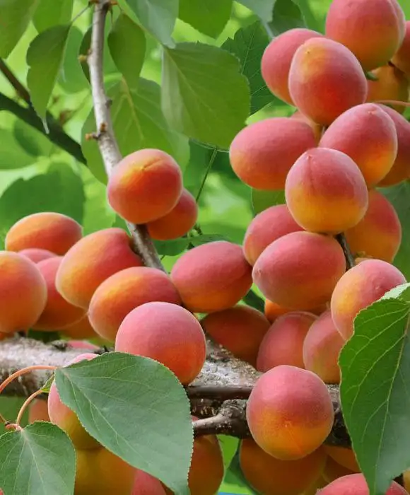 Ассортимент саженцев плодовых и косточковых - Саженцы (Для дома и дачи) в Ульяновск