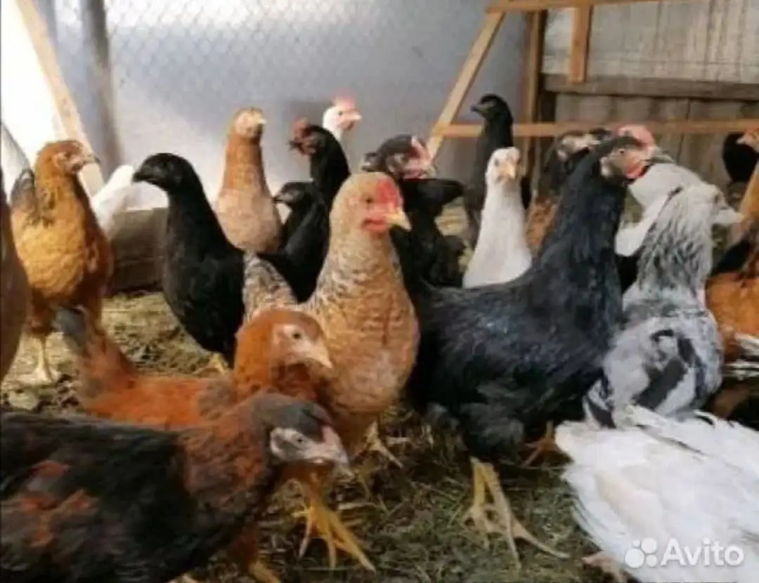 Продажа кур Доминант - Птицы (Животные) в Ульяновск