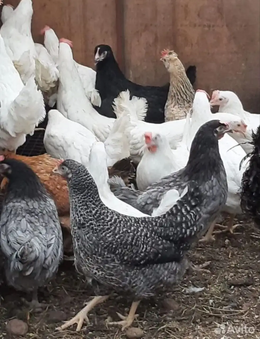 Продажа кур Доминант - Птицы (Животные) в Ульяновск