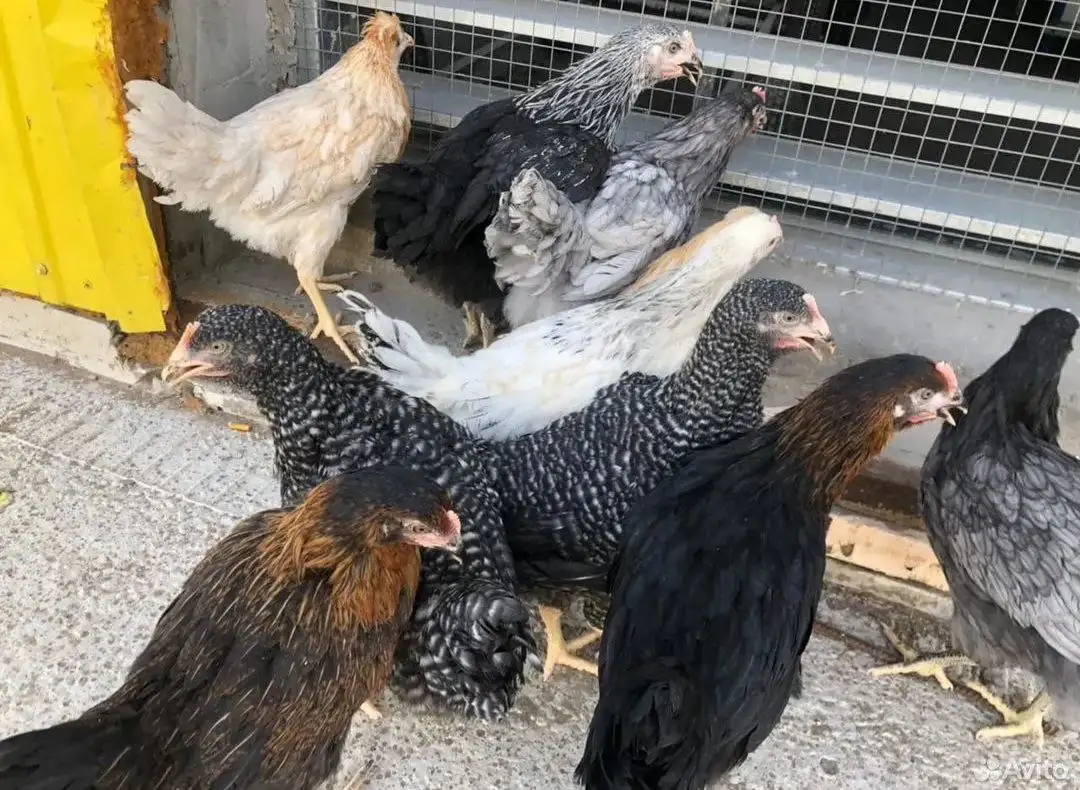 Продажа кур Доминант - Птицы (Животные) в Ульяновск