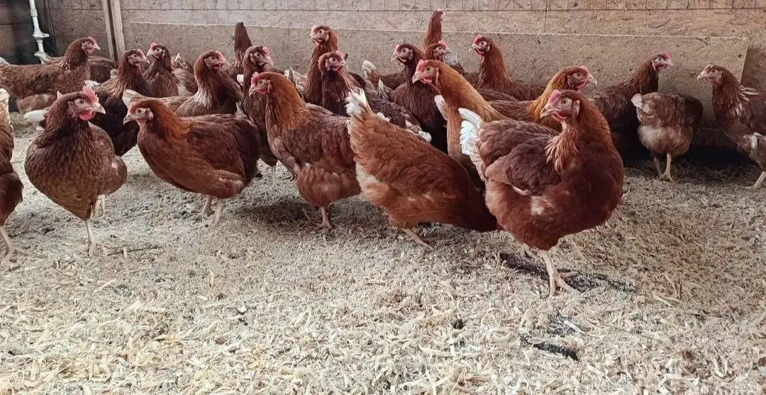 Продажа кур Доминант - Птицы (Животные) в Ульяновск