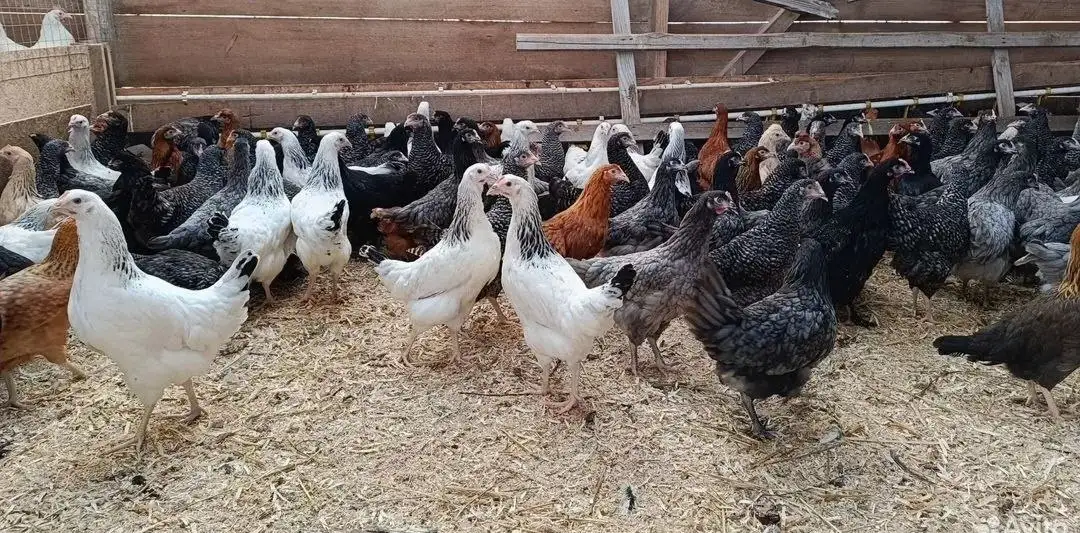 Продажа кур Доминант - Птицы (Животные) в Ульяновск