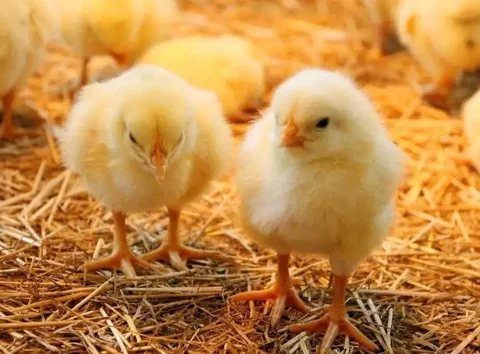 Суточные цыплята бройлеры Росс 308 и Смена 9 - частное объявление в Ульяновск