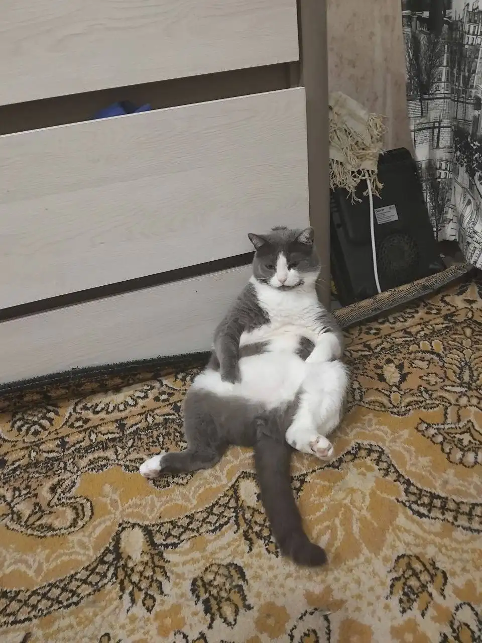 Пропал кот Тоби в районе Розы Люксембург - Потерянные/Найденные (Животные) в Ульяновск