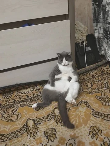 Пропал кот Тоби в районе Розы Люксембург - Свиньи/Поросята в Ульяновск