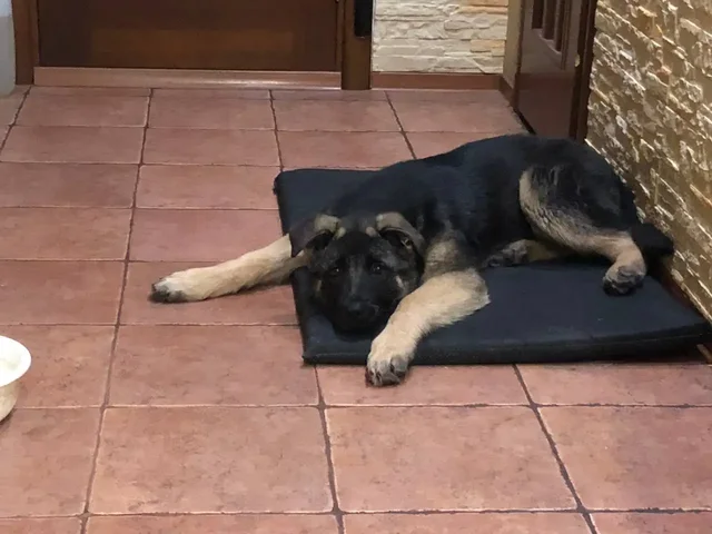 Щенки метиса кавказской овчарки для охраны - Сельскохозяйственные животные в Ульяновск