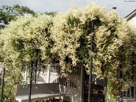 Саженцы горца Фаллопия для вертикального озеленения - Картины в Ульяновск