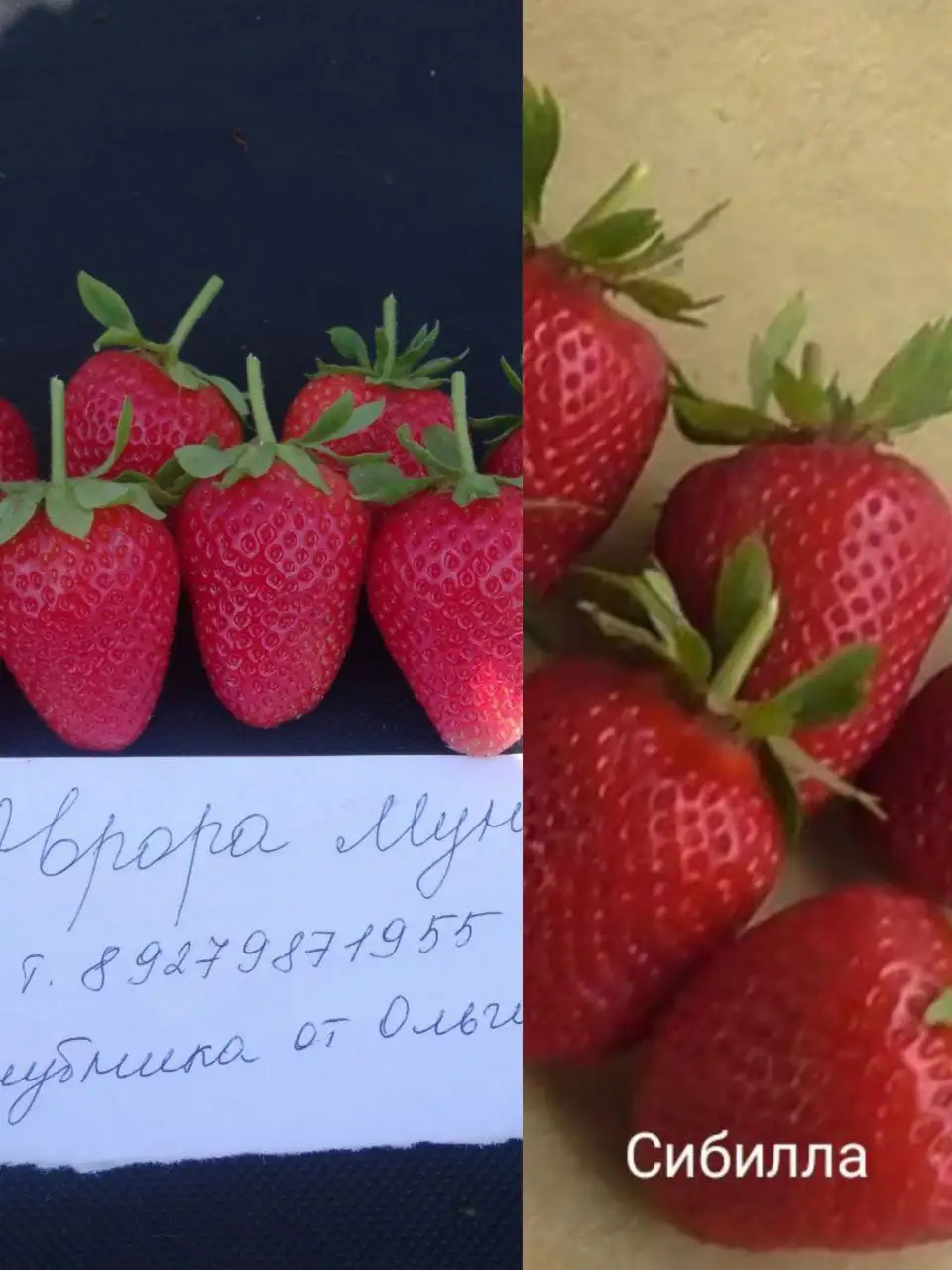 Предзаказ сортовых саженцев клубники на апрель-май 2026 - Садовые растения (Для дома и дачи) в Ульяновск