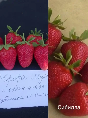 Предзаказ сортовых саженцев клубники на апрель-май 2026 - частное объявление в Ульяновск