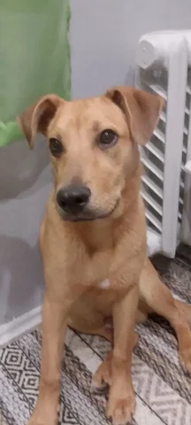 Продается щенок Сэм, 5 месяцев - Аксессуары для животных в Ульяновск