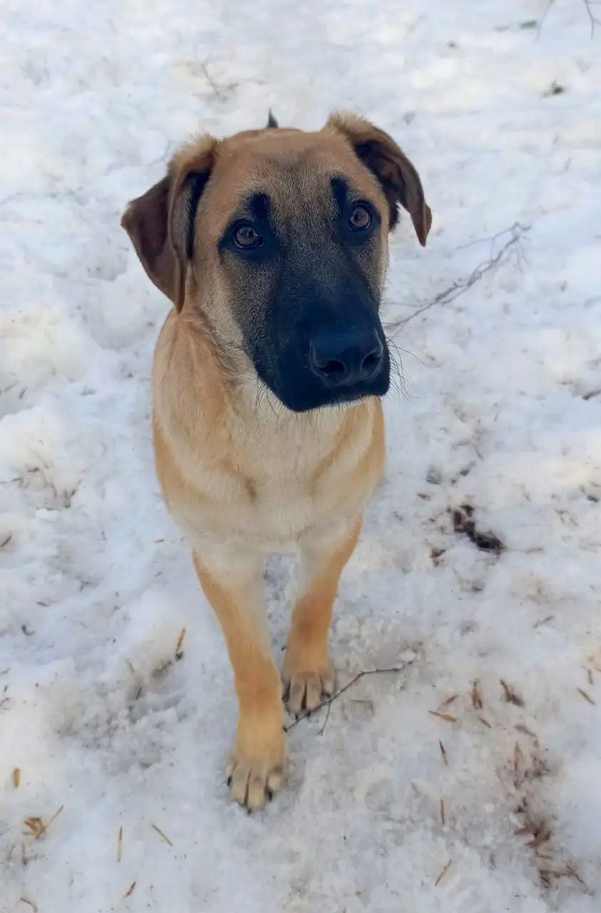 Крупный щенок для охраны и дружбы - Собаки (Животные) в Ульяновск