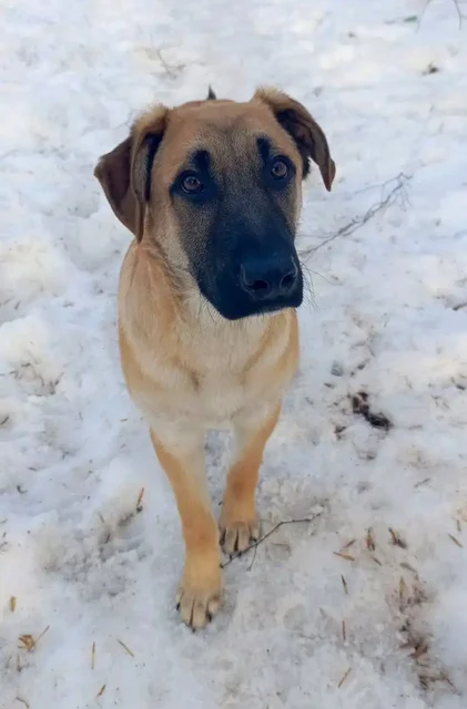 Крупный щенок для охраны и дружбы - Аксессуары для животных в Ульяновск