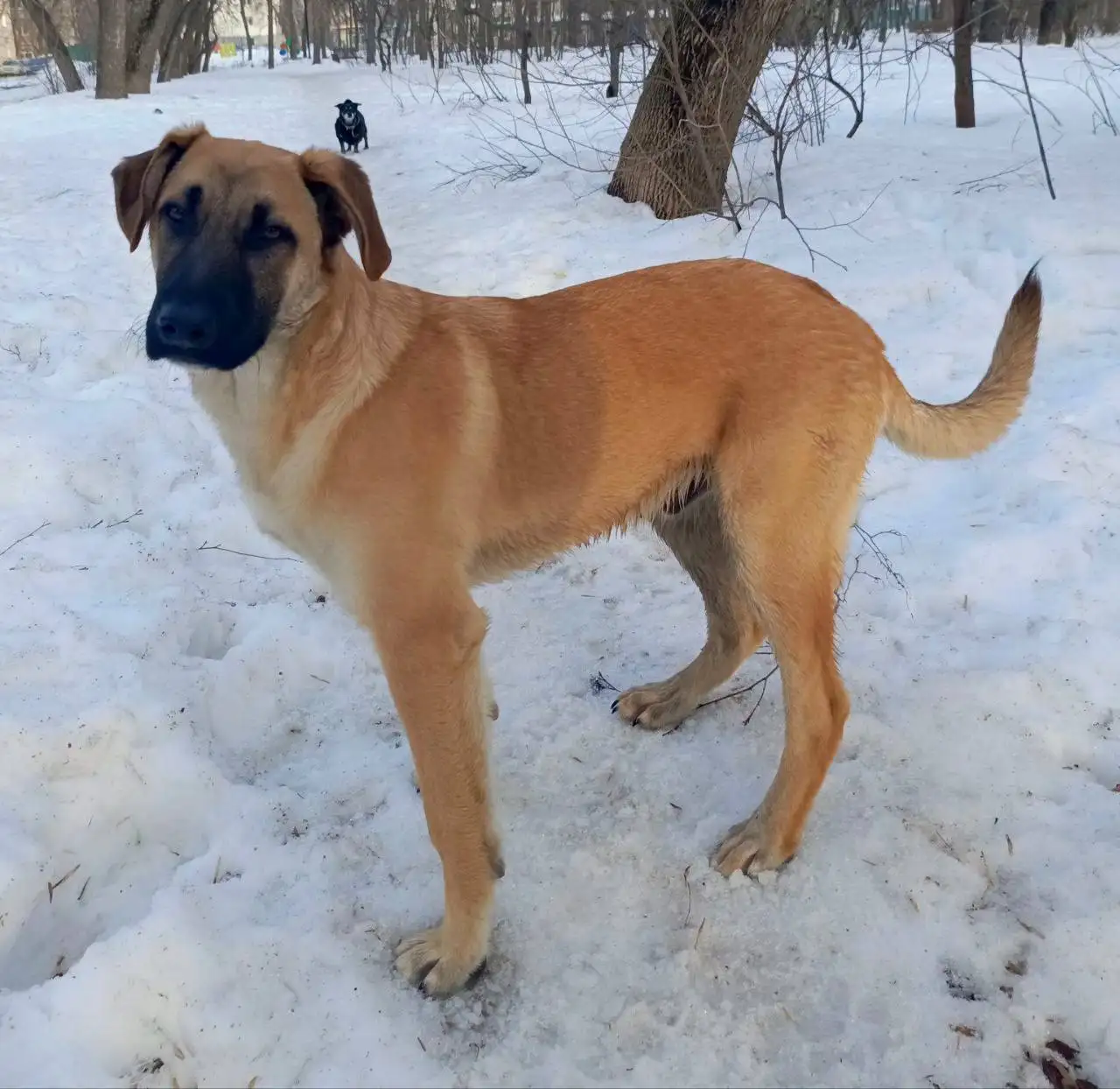 Крупный щенок для охраны и дружбы - Собаки (Животные) в Ульяновск