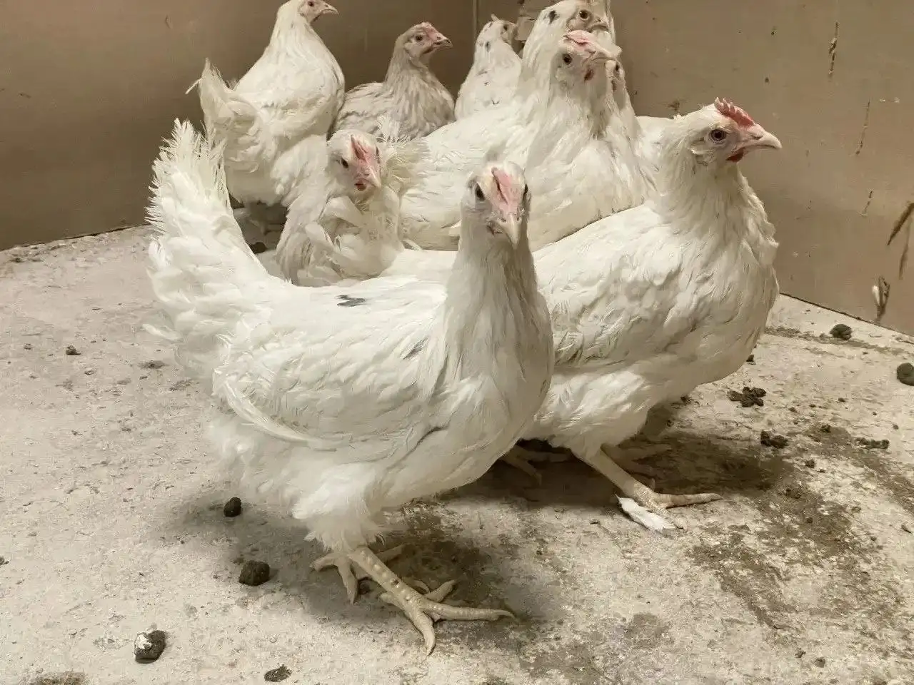 Продажа молодых кур разных пород - Птица (Животные) в Ульяновск