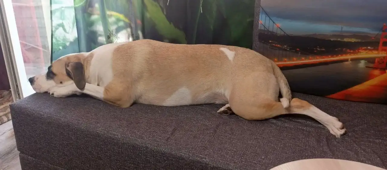 Ищут ответственные руки для собаки Теи - Собаки (Животные) в Ульяновск