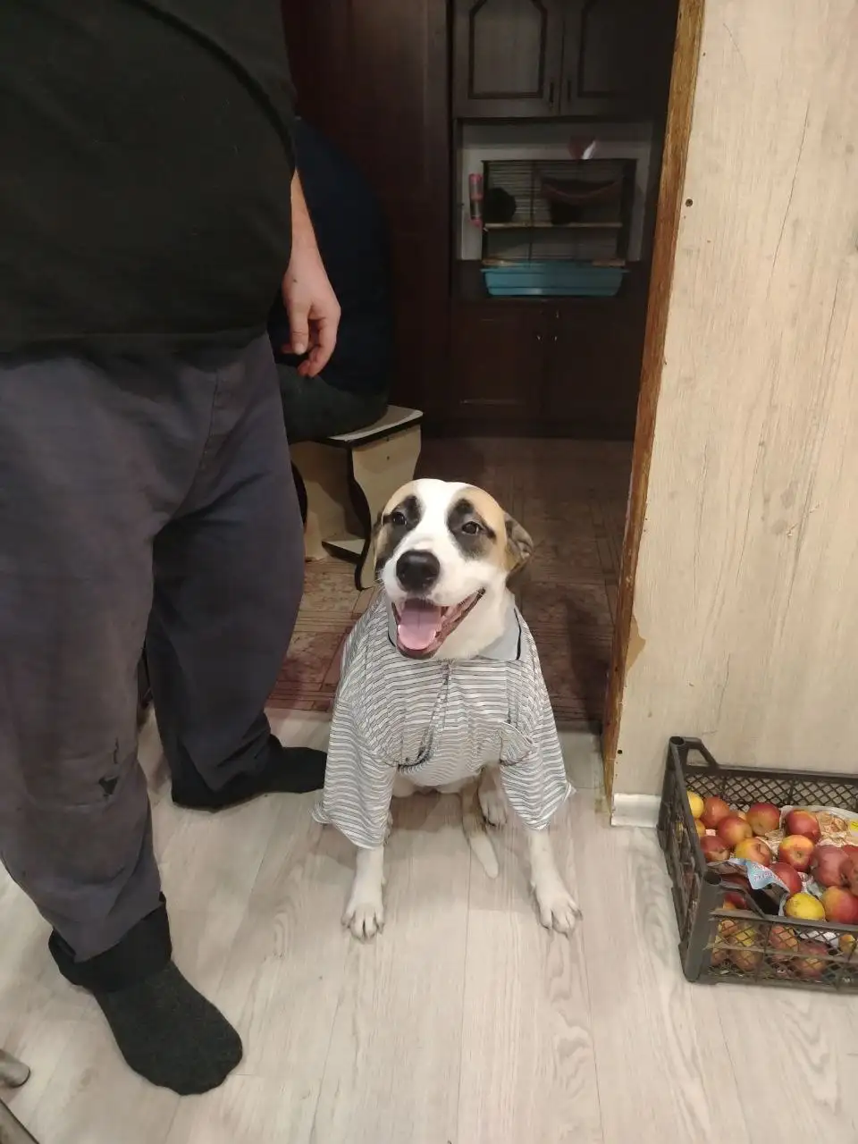 Ищут ответственные руки для собаки Теи - Собаки (Животные) в Ульяновск