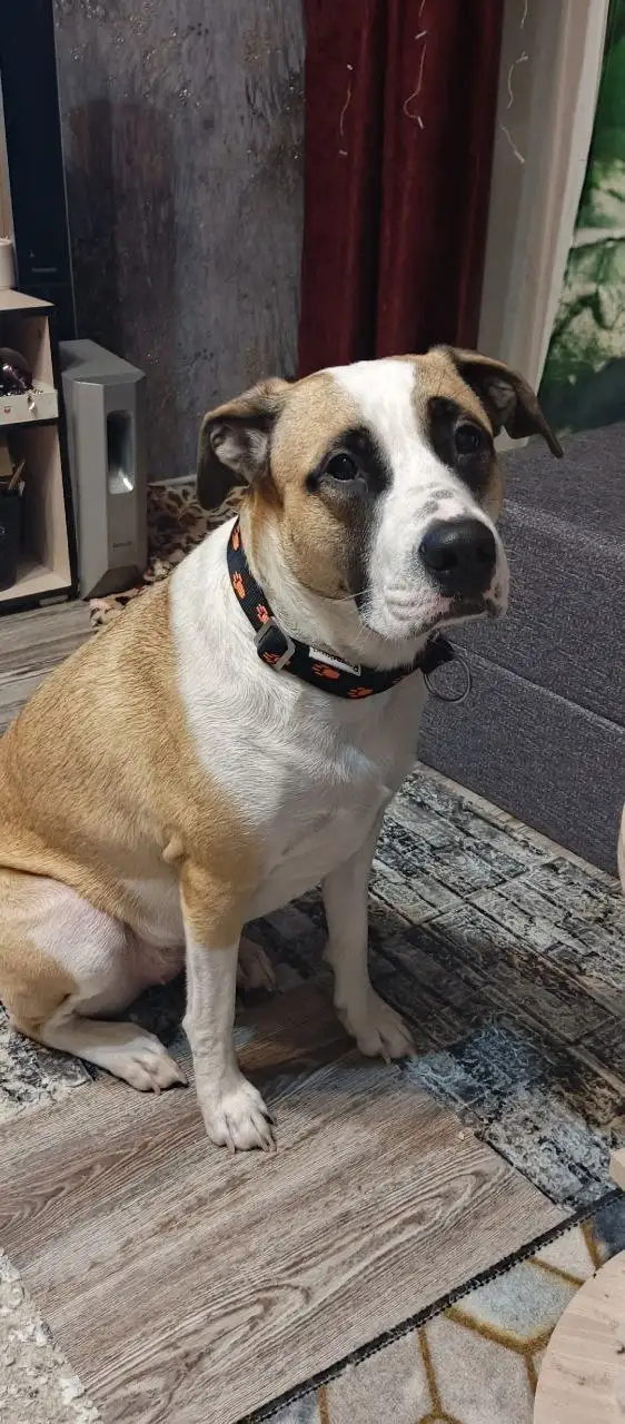 Ищут ответственные руки для собаки Теи - Собаки (Животные) в Ульяновск