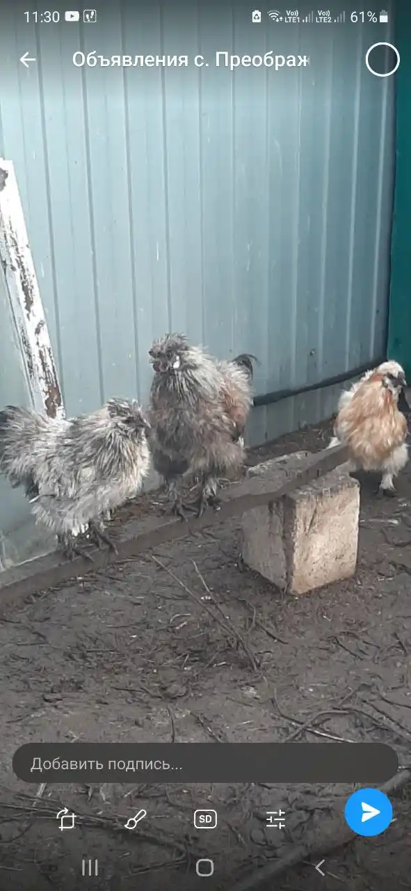 Продажа петухов и индоуток - Животные в Самара