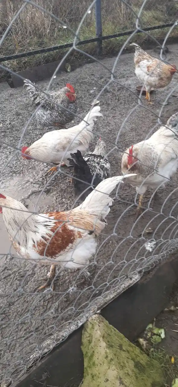 Продажа петухов и индоуток