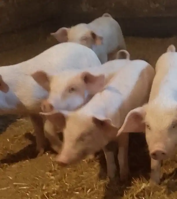 Продаются поросята - Животные в Самара