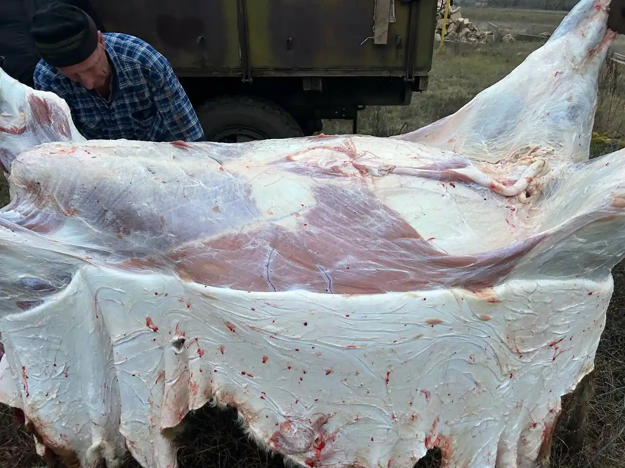 Мясо молодого бычка - Животные в Самара