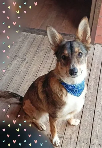 ЛАЙМУШКА мечтает стать домашней девочкой - Животные в Самара