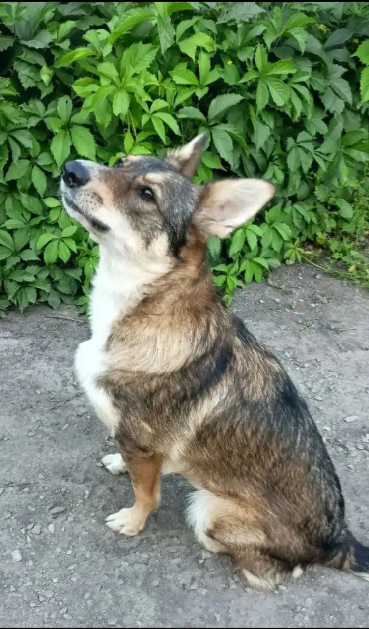 ЛАЙМУШКА мечтает стать домашней девочкой