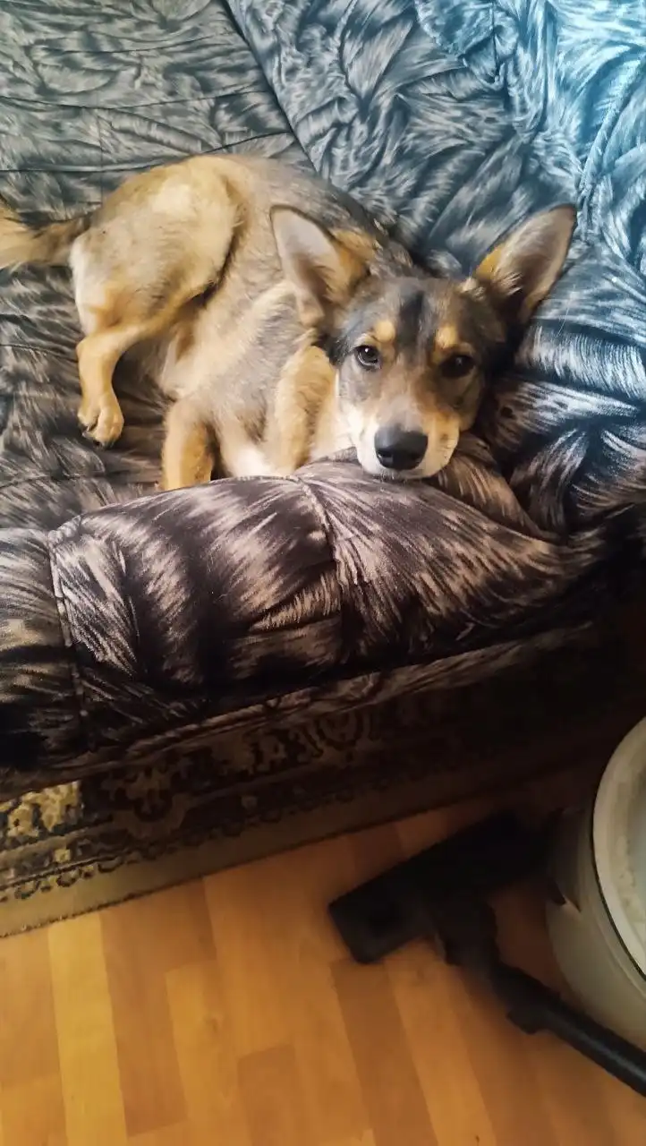 ЛАЙМУШКА мечтает стать домашней девочкой