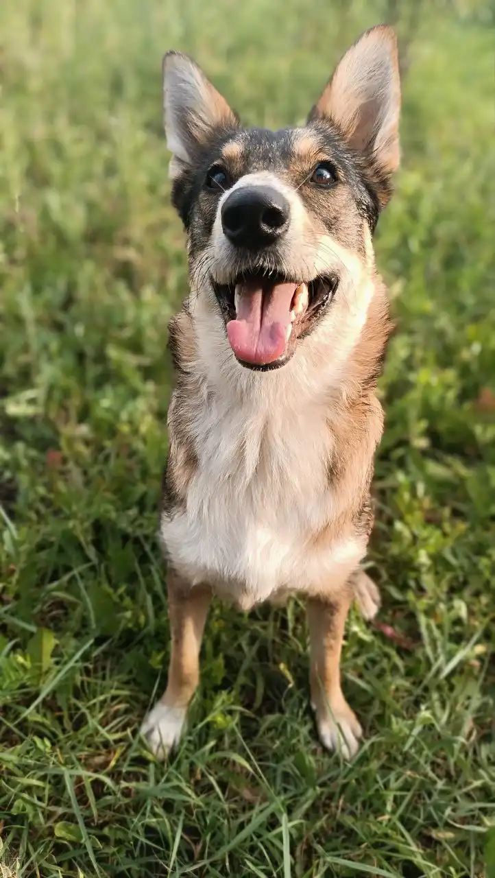 ЛАЙМУШКА мечтает стать домашней девочкой