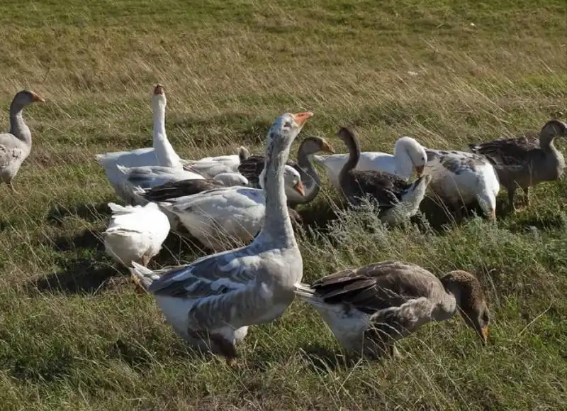 Предзаказ на домашнего гуся к Новому году