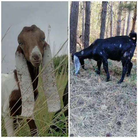 Продажа козликов породы нуб-камори - Животные в Тереньгульский район