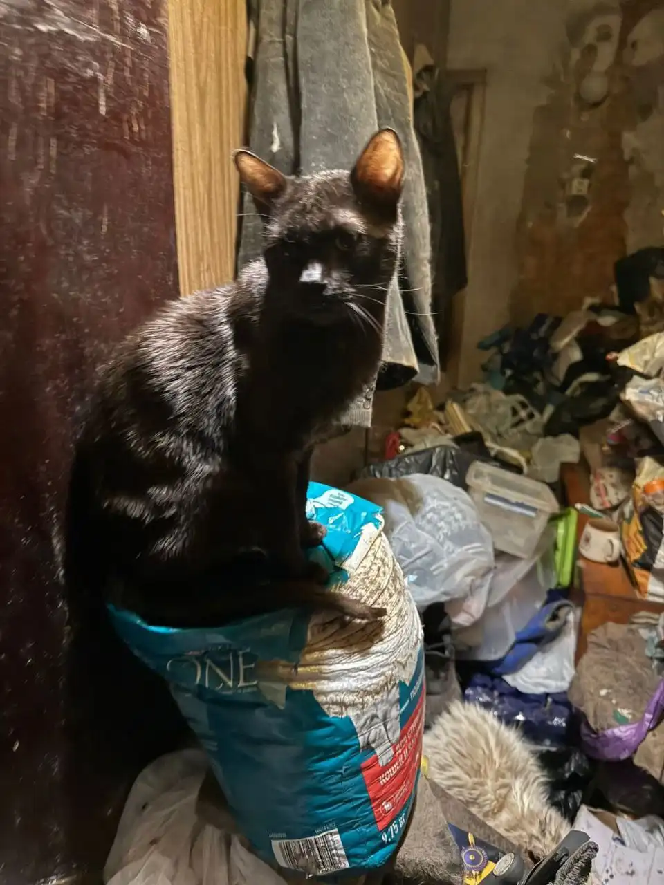 Помощь кошкам после смерти хозяйки