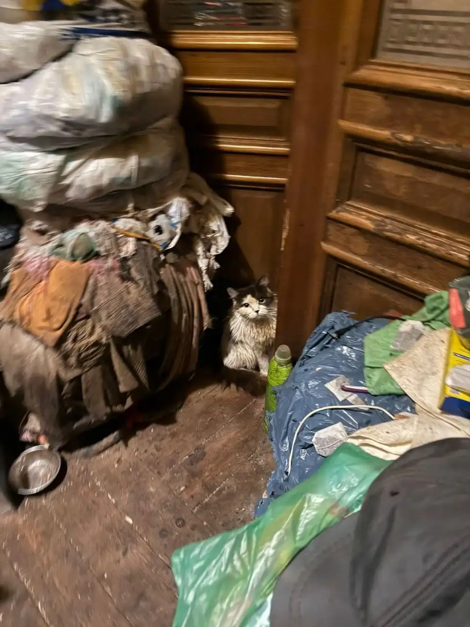 Помощь кошкам после смерти хозяйки