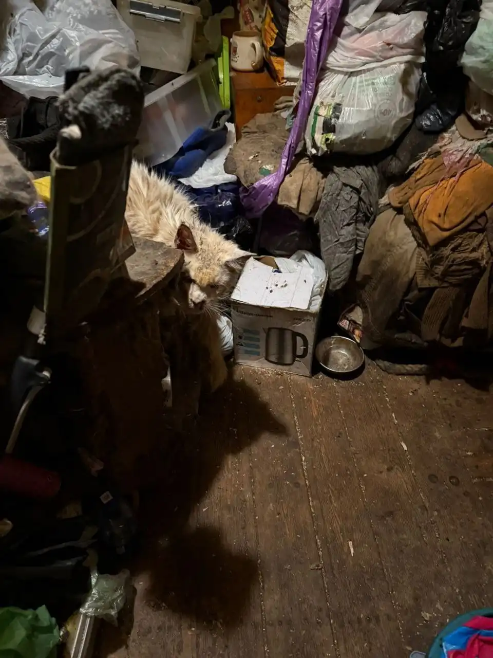 Помощь кошкам после смерти хозяйки