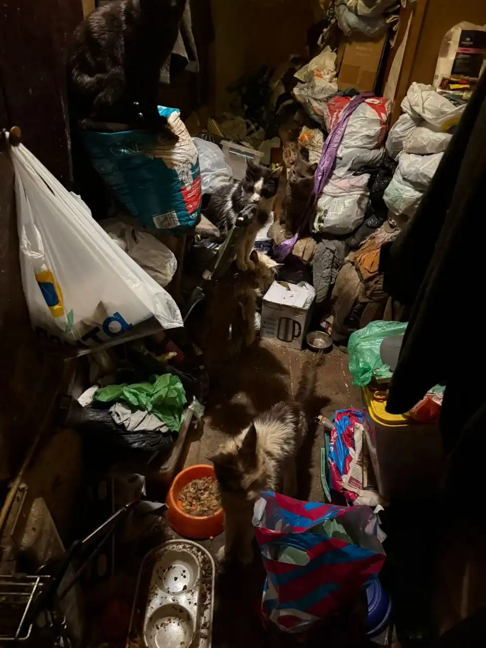 Помощь кошкам после смерти хозяйки