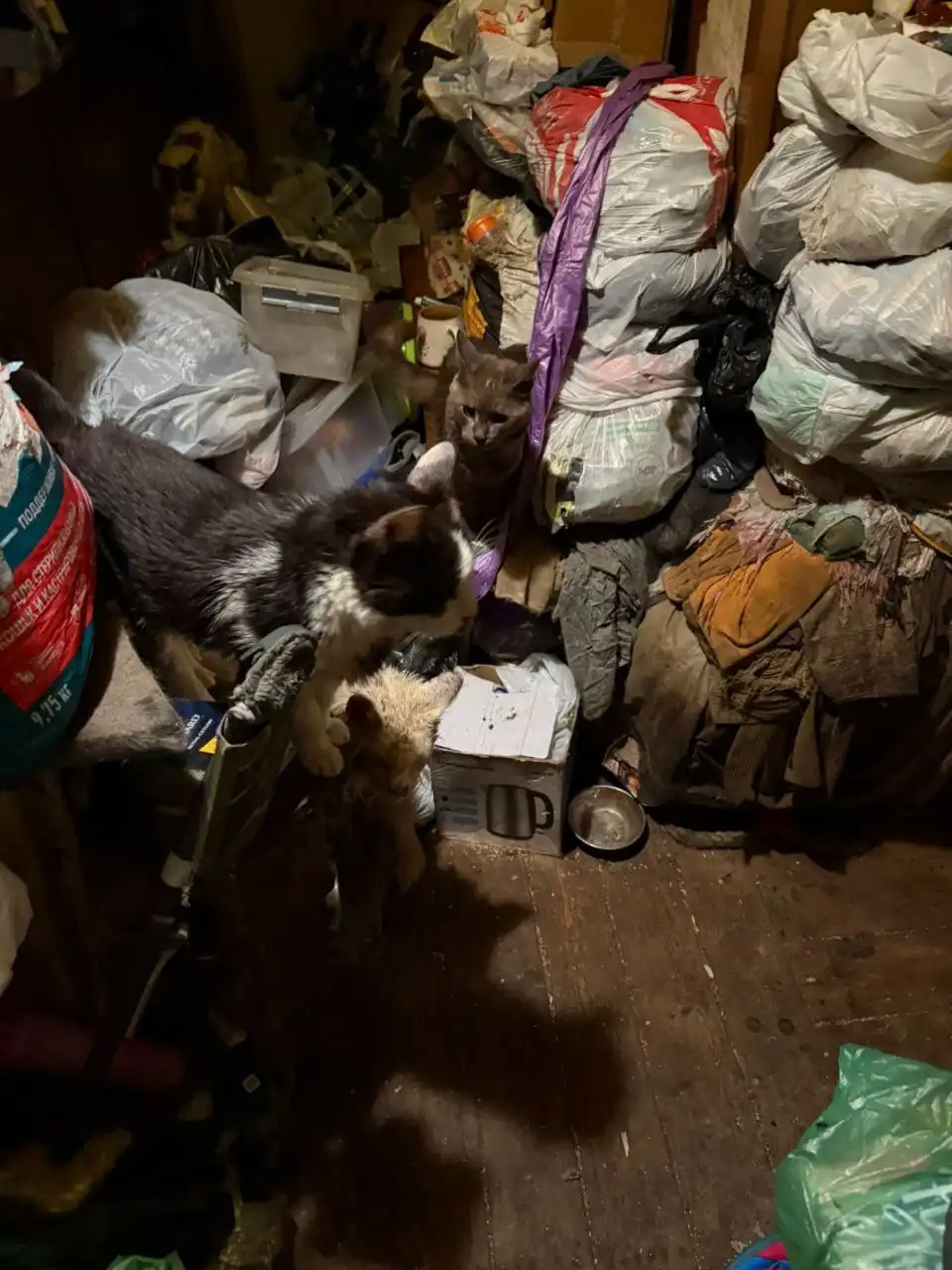 Помощь кошкам после смерти хозяйки