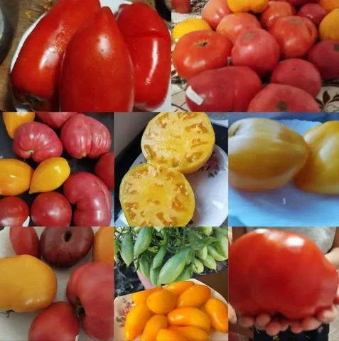 Продажа семян сортовых томатов - Хобби и отдых в Самара