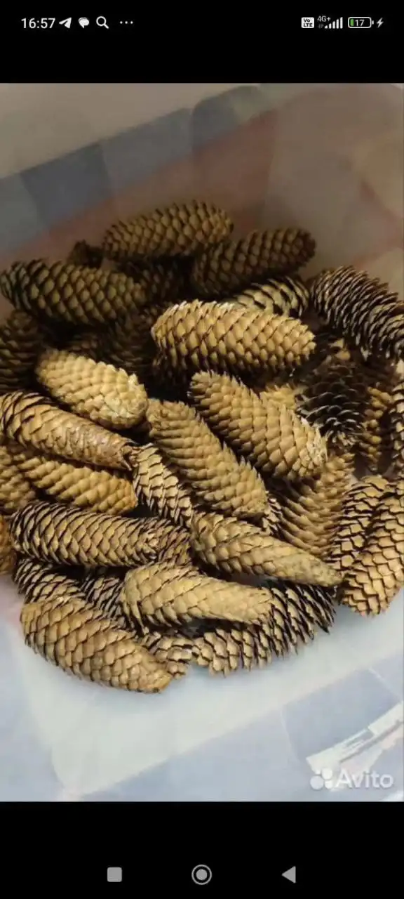 Срочная покупка в большом количестве