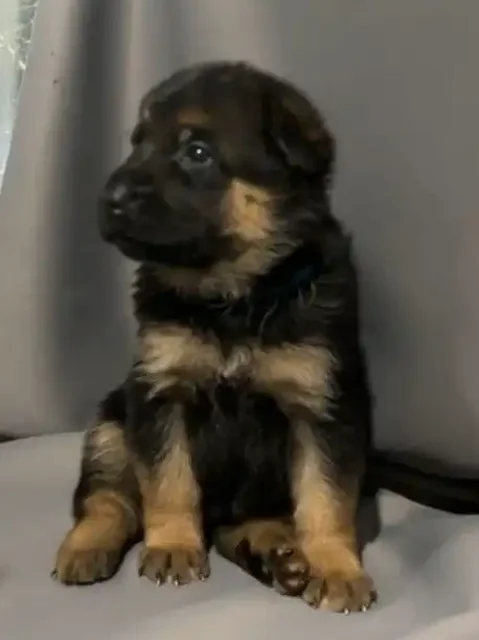 Щенки немецкой овчарки для бронирования - Животные в Самара