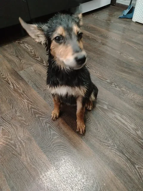 Щенок Люси ищет дом в Самаре - Животные в Самара